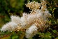 (11) 2010 Parc floral Apremont sur Allier